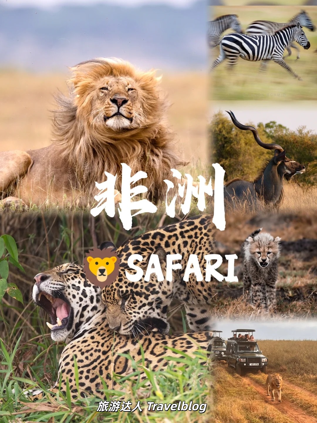 🦁非洲 Safari 怎么选？一篇看懂各国特色，看动物大迁徙不踩雷！