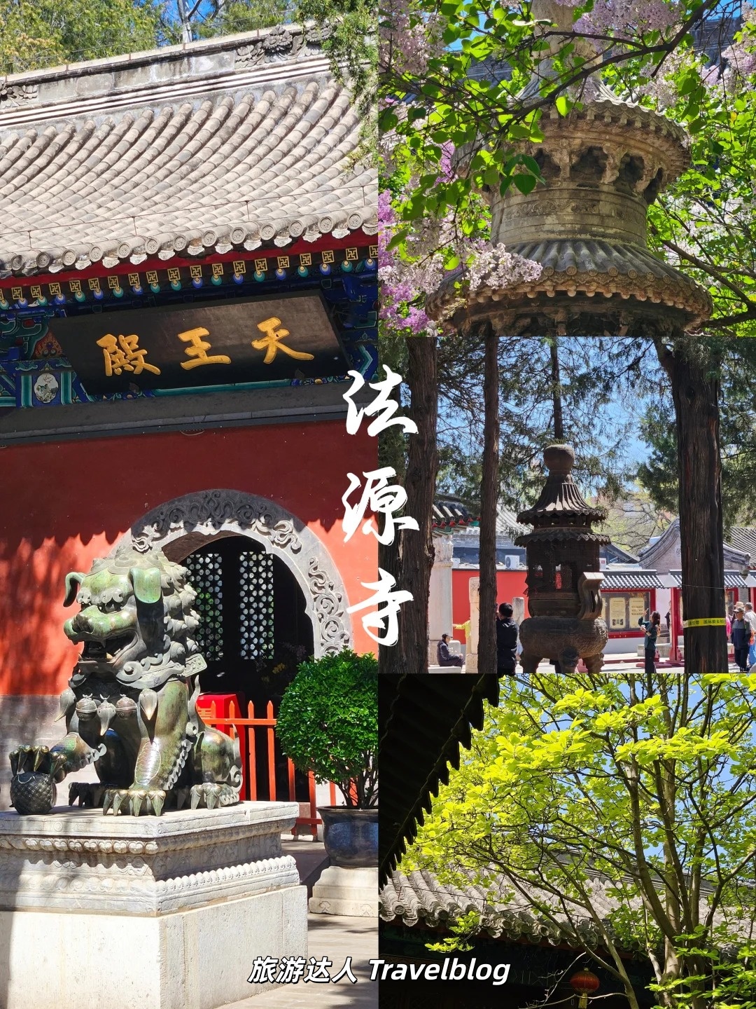 城市漫游｜走进法源寺，寻一场古刹与丁香的春日相遇
