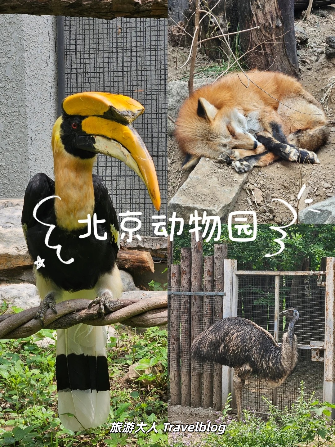 逛北京动物园｜除了大熊猫，这些宝藏动物同样值得一看